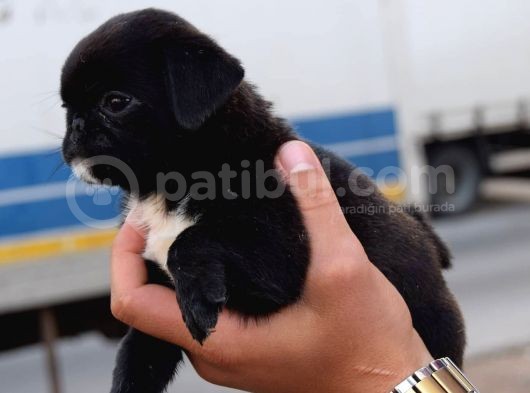 Orjinal Safkan Pugmops Irk Ve Sağlık Garantili görsel