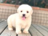 Minik Maltese Terrier