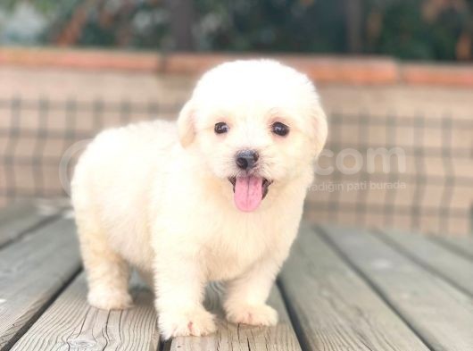 Minik Maltese Terrier görsel
