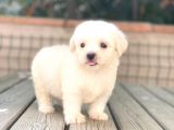 Minik Maltese Terrier