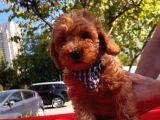 Safkan Toy Poodle Yavrularımız