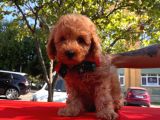 Safkan Toy Poodle Yavrularımız