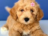 2.5 Aylık Erkek Ve Dişi Maltipoo Yavrular