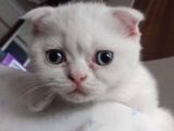 Kar Beyaz Mavi Gözlü Erkek Scottish Fold