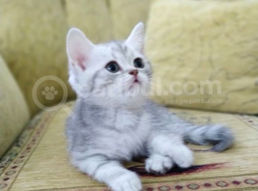 Si̇lver Bri̇ti̇sh Shorthai̇r Bebekleri̇mi̇z görsel