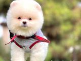 Ayıcık Surat Boo Pomeranian Yavrular