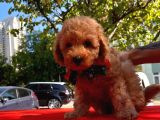 Red Brown Toy Poodle Yavrular