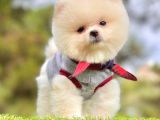 Ayıcık Surat Boo Pomeranian Yavrular
