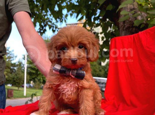 Mini Boy Red Maltipoo Yavrumuz görsel