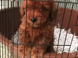 Red Poddle 2 Aylık