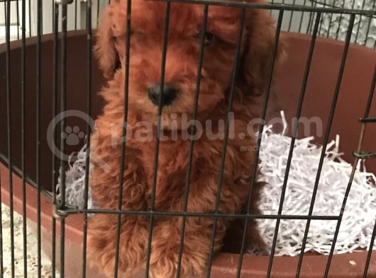 Red Poddle 2 Aylık görsel