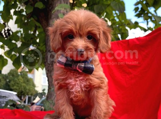 Mini Boy Red Maltipoo Yavrumuz görsel