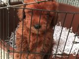 Red Poddle 2 Aylık