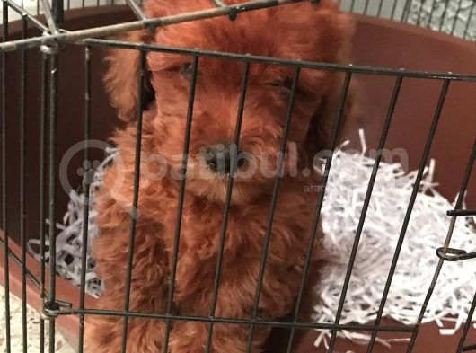 Red Poddle 2 Aylık görsel