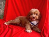 Oriji̇nal Maltipoo Yavrular