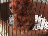 Red Poddle 2 Aylık
