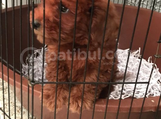 Red Poddle 2 Aylık