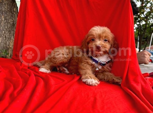 Oriji̇nal Maltipoo Yavrular görsel