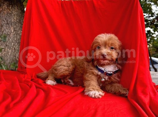 Oriji̇nal Maltipoo Yavrular görsel