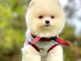 Ayıcık Surat Boo Pomeranian Yavrular
