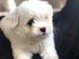 Sevimli Maltese Teriyer Yavrular