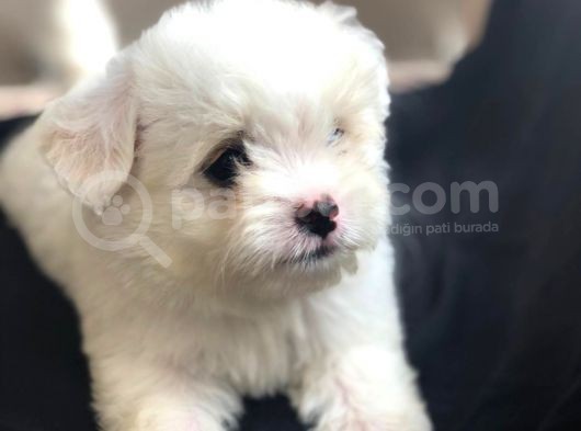 Maltese Yavrular Gelmiştir görsel