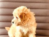 Sevimlo Toy Toy Poodle