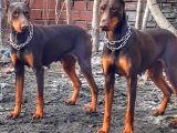 Show Kalite Doberman Yavrular