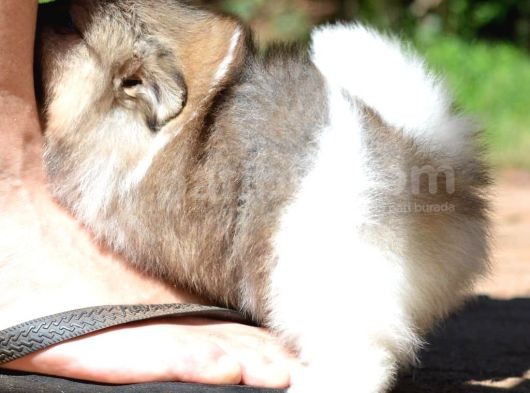 Pomeranian Boo Teddy Face görsel