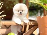 0,40 Mikro Küt Burun Ödül Adayı Safkan 3A Plus Safkan Boo Pomeranian