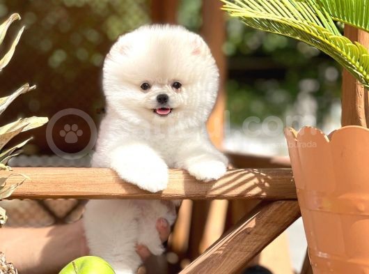 0,40 Mikro Küt Burun Ödül Adayı Safkan 3A Plus Safkan Boo Pomeranian görsel