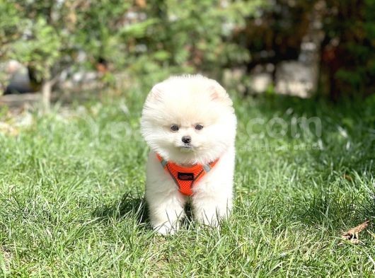 0,40 Mikro Küt Burun Ödül Adayı Safkan 3A Plus Safkan Boo Pomeranian görsel