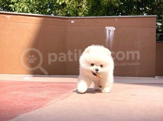 0,40 Mikro Küt Burun Ödül Adayı Safkan 3A Plus Safkan Boo Pomeranian görsel