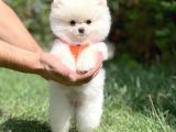 0,40 Mikro Küt Burun Ödül Adayı Safkan 3A Plus Safkan Boo Pomeranian