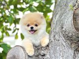 Safkan Boo Pomeranian