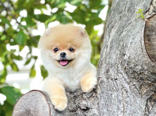 Safkan Boo Pomeranian görsel