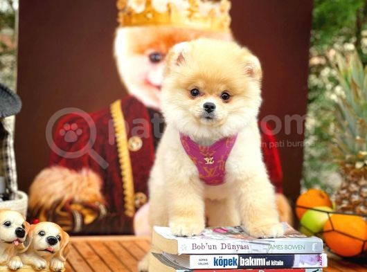 Safkan Boo Pomeranian görsel