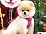 Safkan Boo Pomeranian