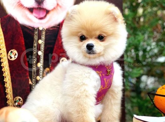 Safkan Boo Pomeranian görsel
