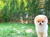 Safkan Boo Pomeranian