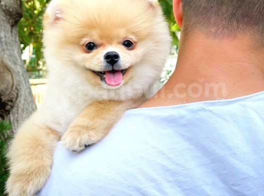 Safkan Boo Pomeranian görsel