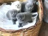 Scottish Fold Uysal Ve Tuvalet Eğitimi Olan Bebeğimiz