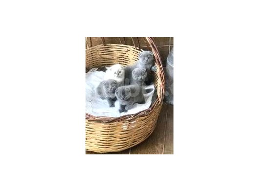 Scottish Fold Uysal Ve Tuvalet Eğitimi Olan Bebeğimiz