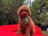 Safkan Toy Poodle Yavrularımız
