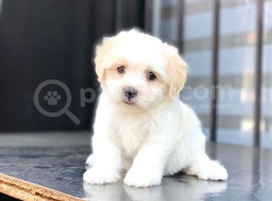 Tatli Tadinda Malti̇poo Yavrularımız görsel
