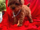 Safkan Toy Poodle Yavrularımız