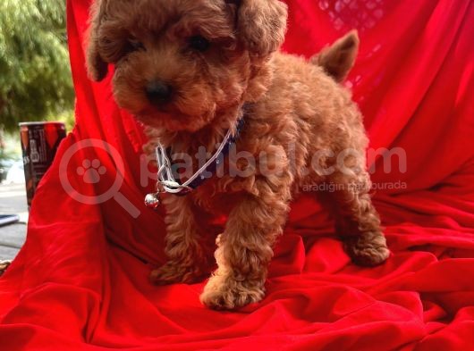 Safkan Toy Poodle Yavrularımız görsel