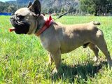 Yetişkin Sable Fawn Erkek