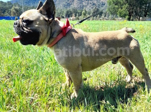 Yetişkin Sable Fawn Erkek görsel