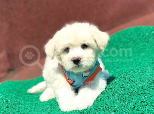 Tatlı Maltese Terrier